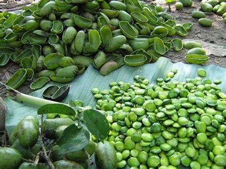 Griffonia Simplicifolia L 공장 - MaxMedchem.